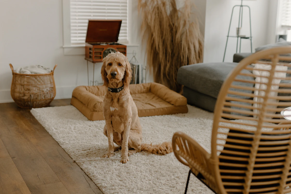 Goldendoodle sitting calmly on a wooden floor indoors