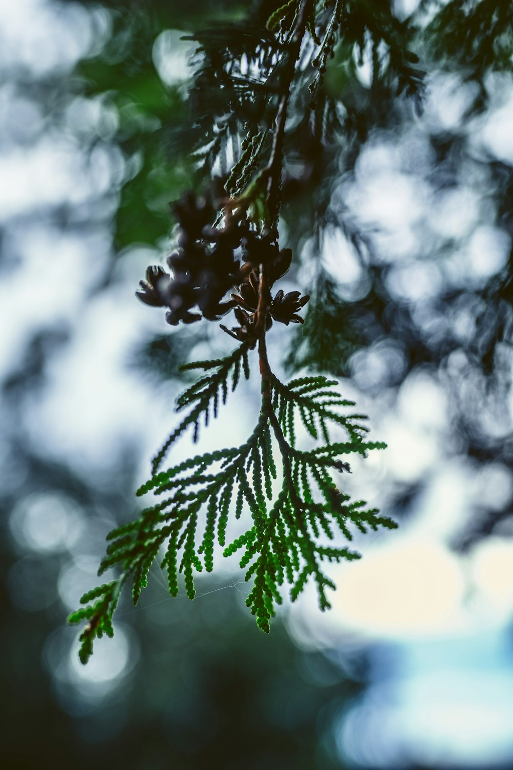 a close up of a pine tree