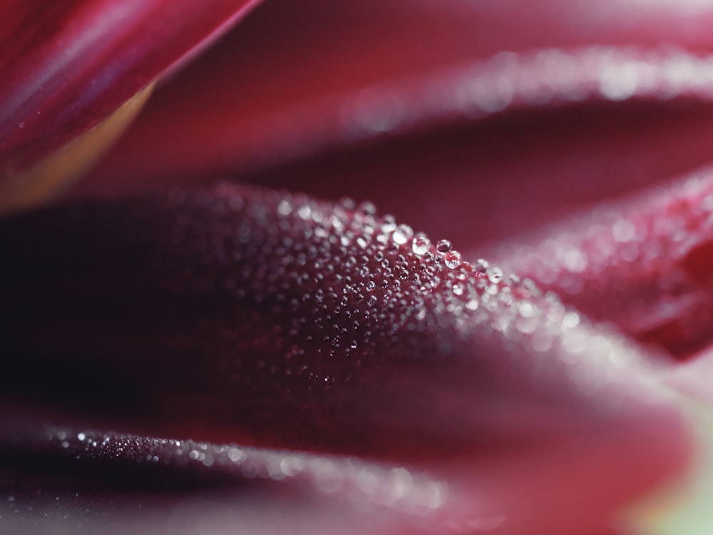 close-up of a person's lips