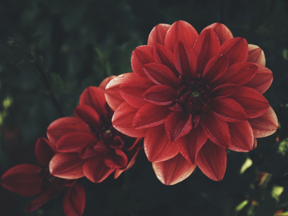 a group of red flowers