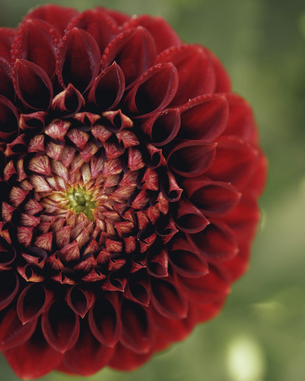 a close up of a flower