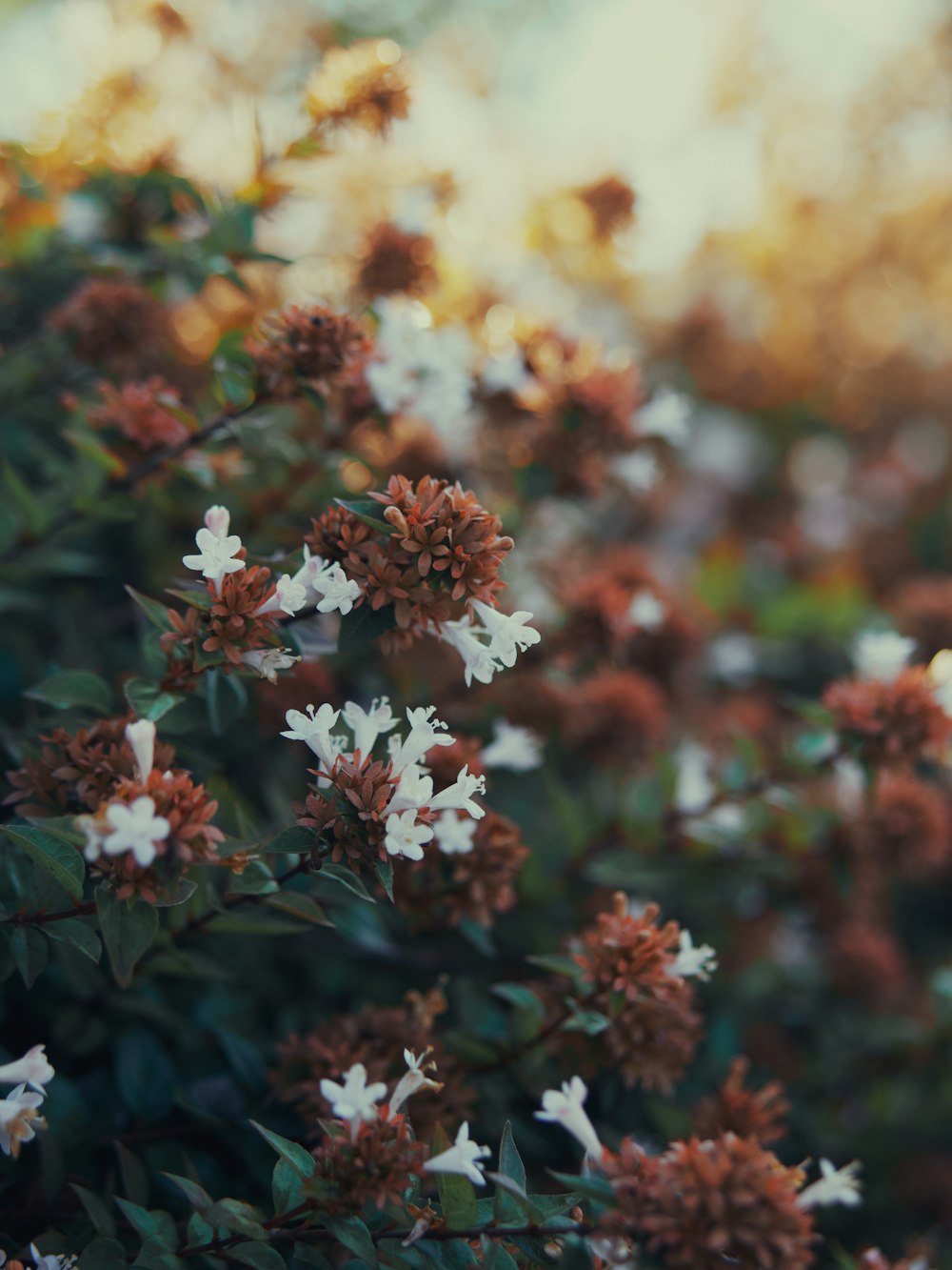 a close up of some flowers