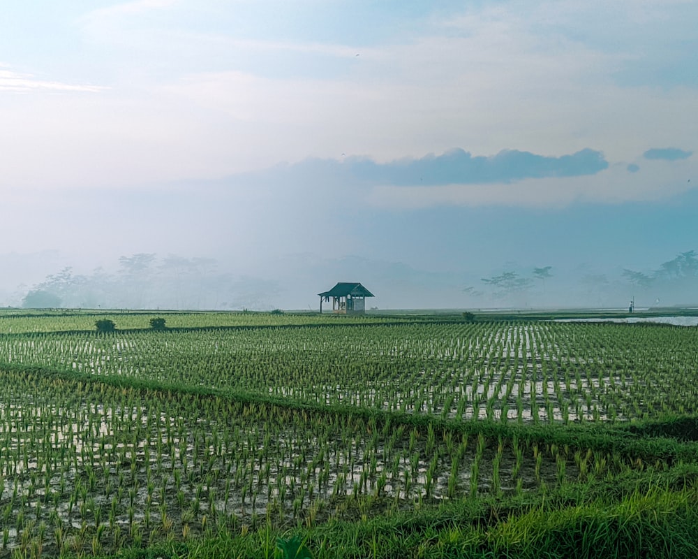 a field of green plants