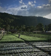 A lush agricultural field with rows of green crops surrounded by a natural landscape. A lone person is working in the field, tending to the plants. In the background, a dense forested hillside rises under a cloudy sky, with a few structures visible on the left side.