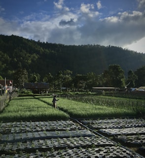 Close-up of a farmer checking a tablet with real-time agricultural alerts in a lush green field.