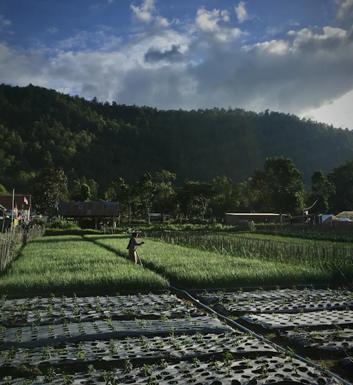 A professional agronomist consulting with a farmer in a lush green field.