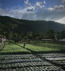 A lush agricultural field with rows of green crops surrounded by a natural landscape. A lone person is working in the field, tending to the plants. In the background, a dense forested hillside rises under a cloudy sky, with a few structures visible on the left side.