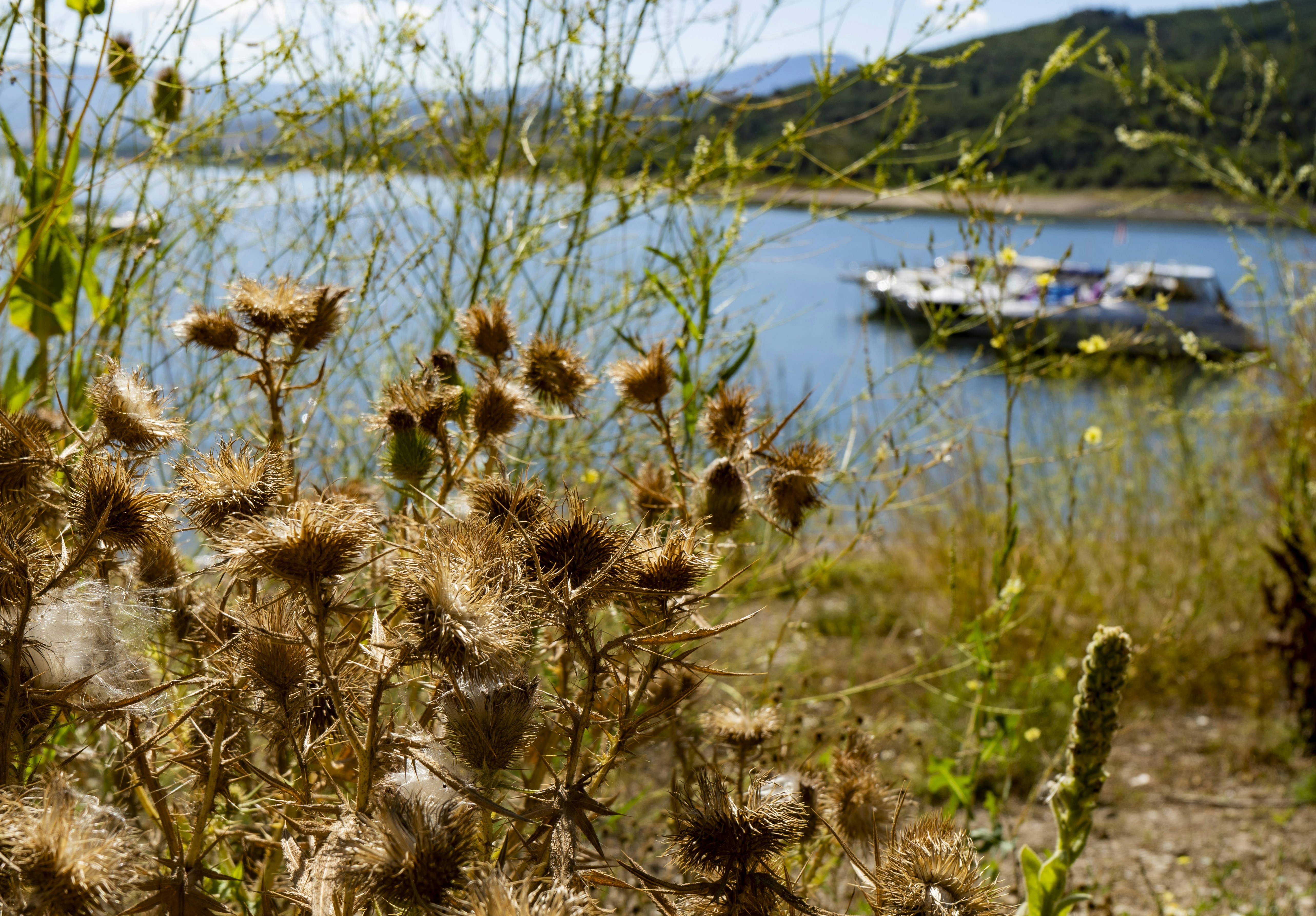 a field of wheat next to a body of water