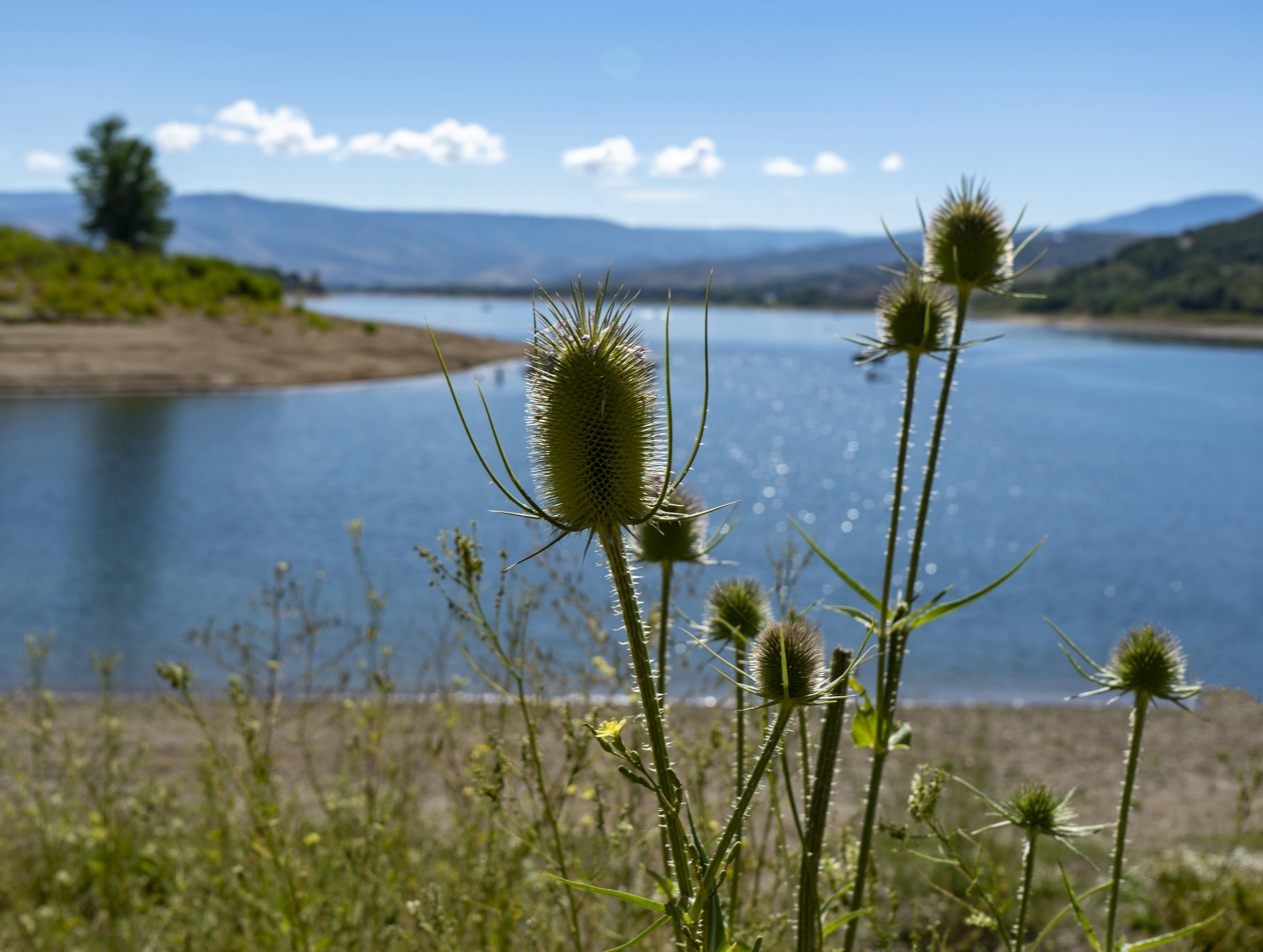a close-up of some plants