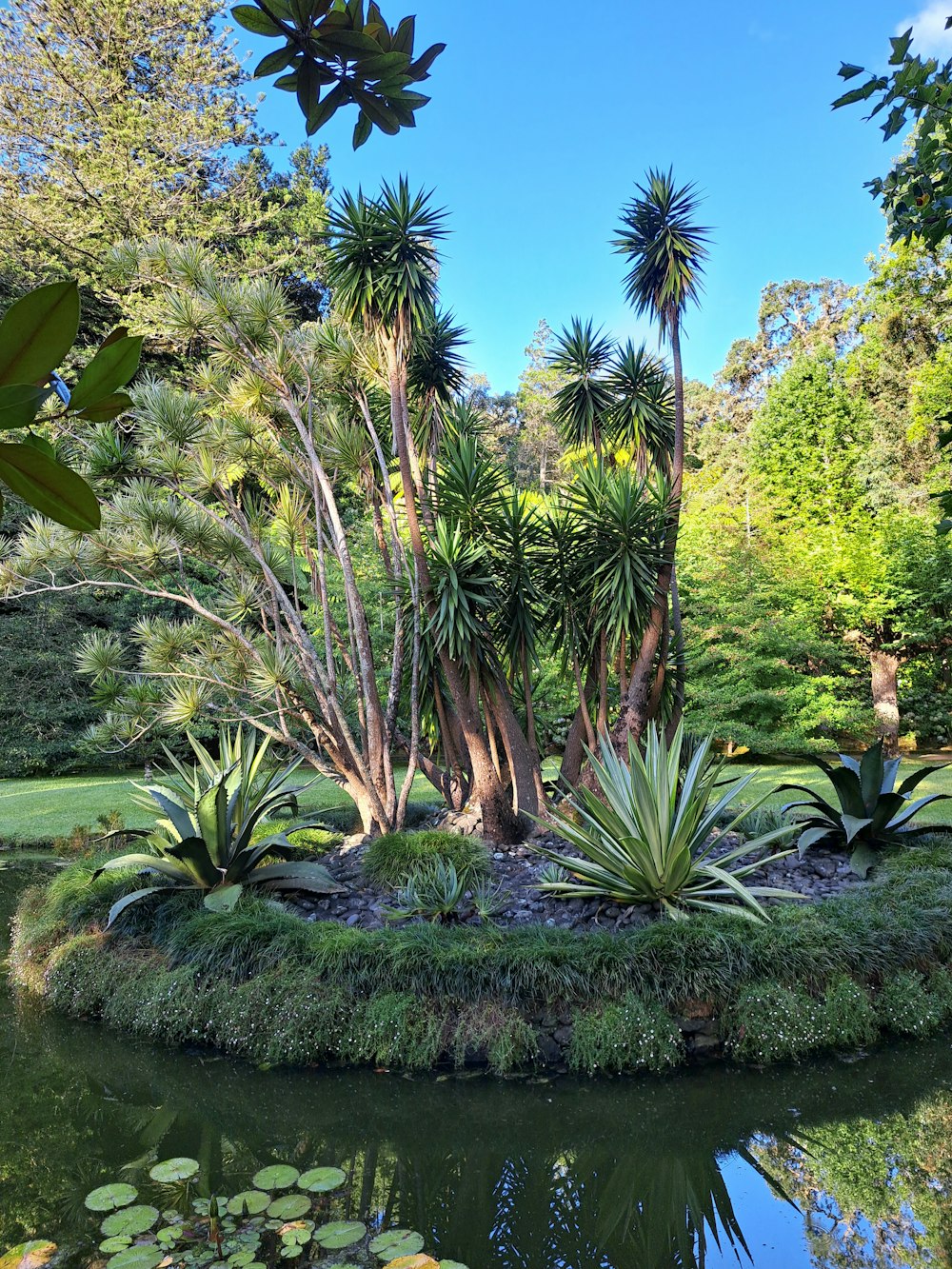 a pond with trees and plants around it