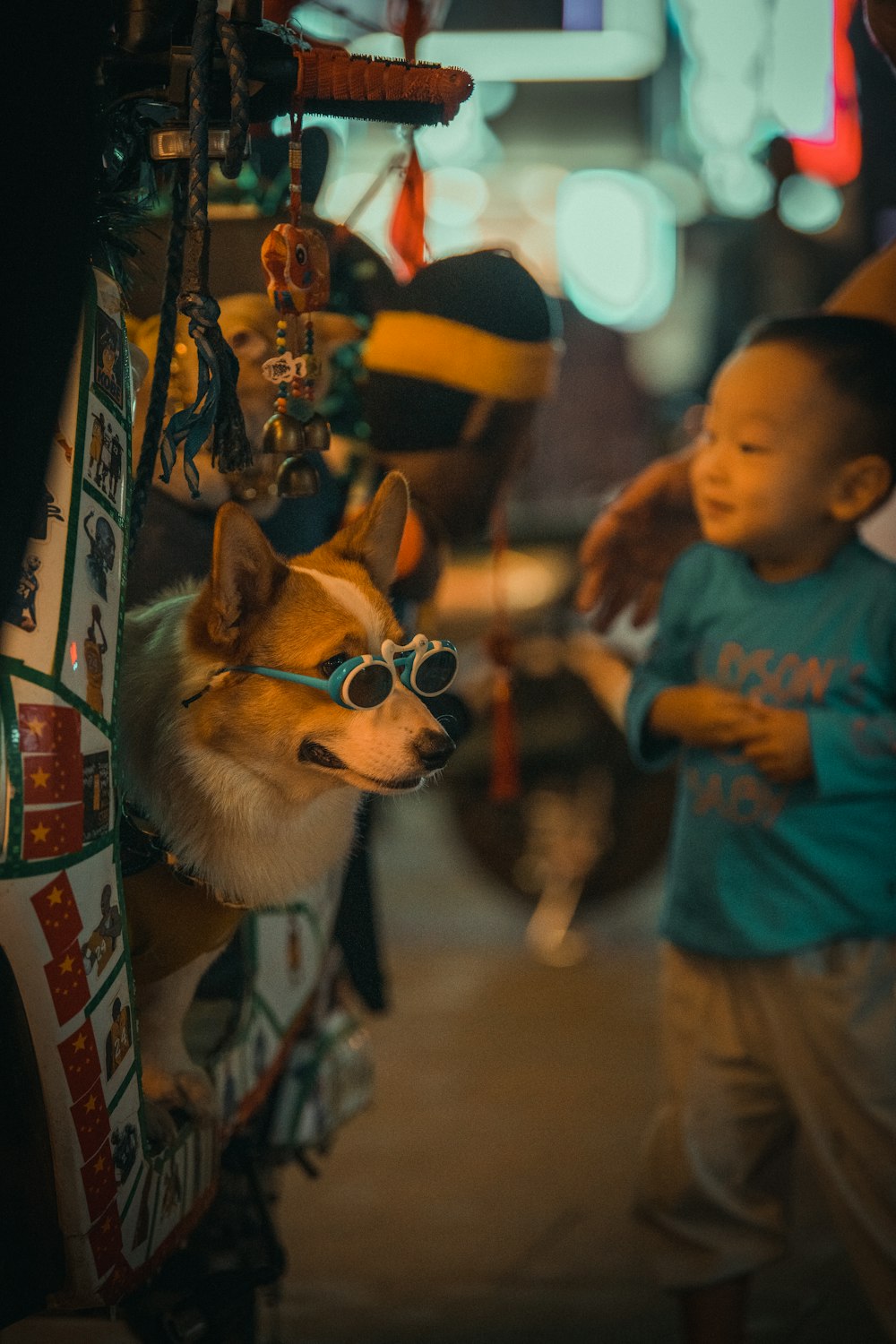 a dog wearing sunglasses