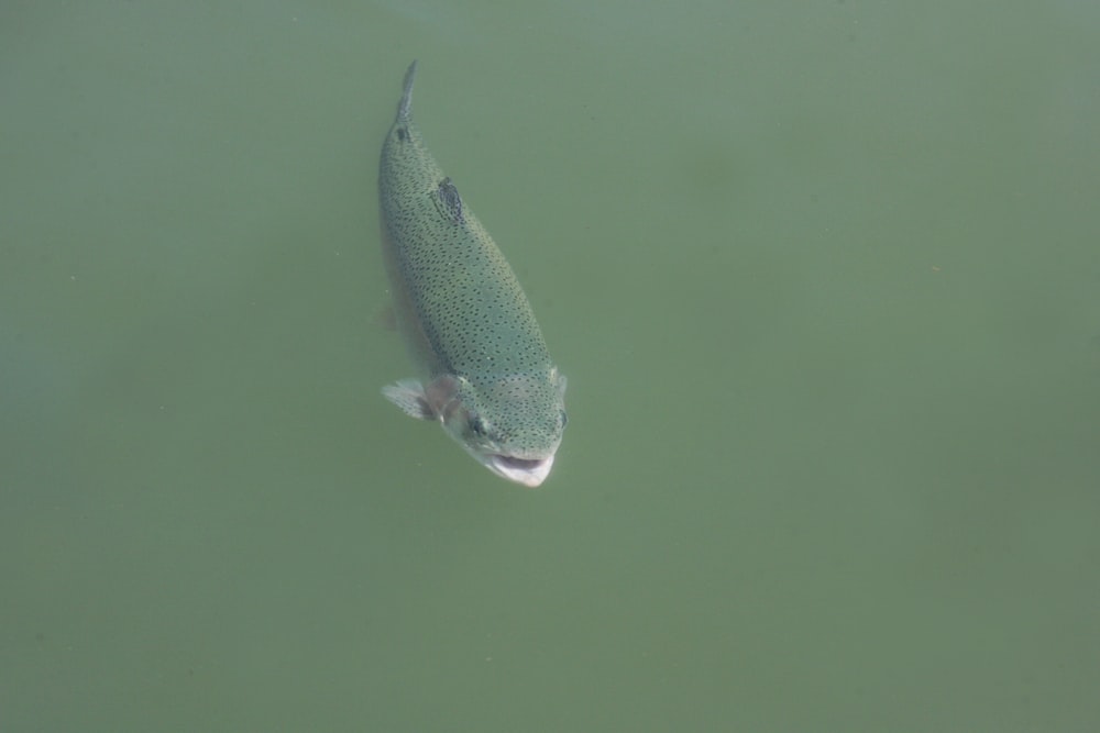 a fish swimming in the water