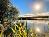 Clean, restored lake surface reflecting sunlight, free from invasive plants.