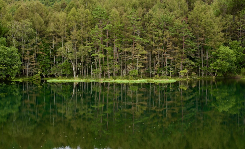 a body of water with trees around it