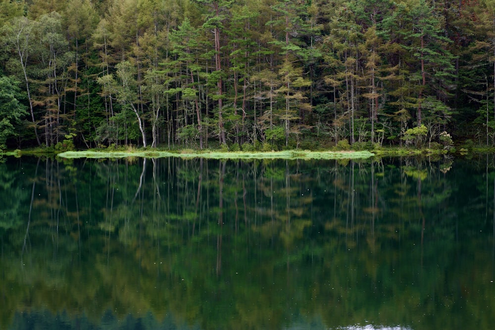 a body of water with trees around it