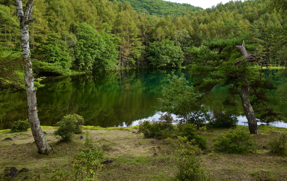 a lake surrounded by trees