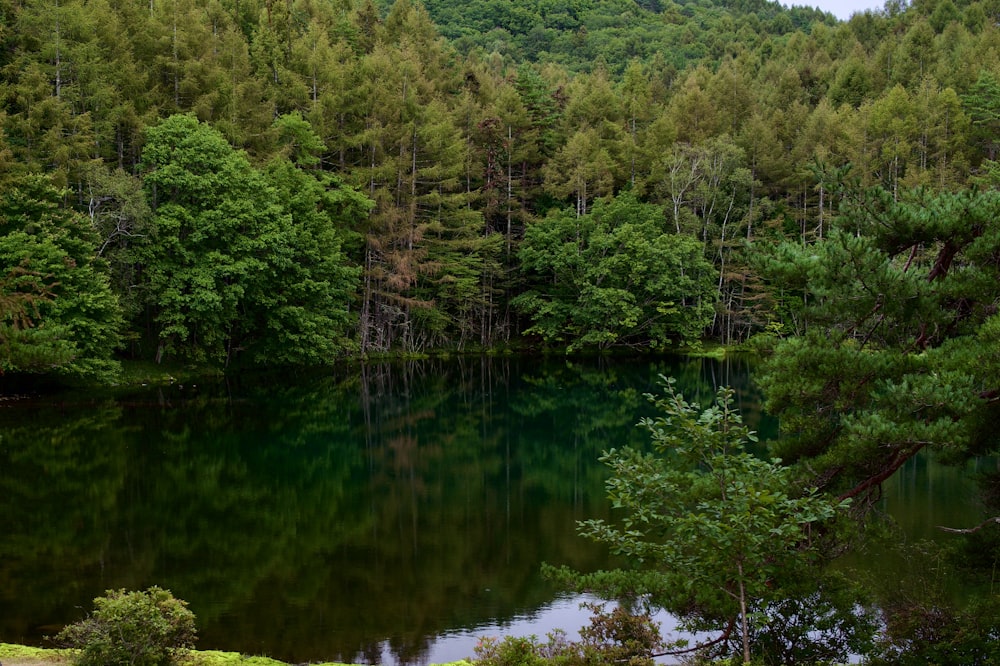 a body of water surrounded by trees