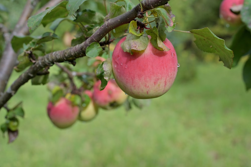 un árbol con manzanas