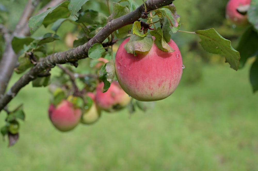 a tree with apples on it