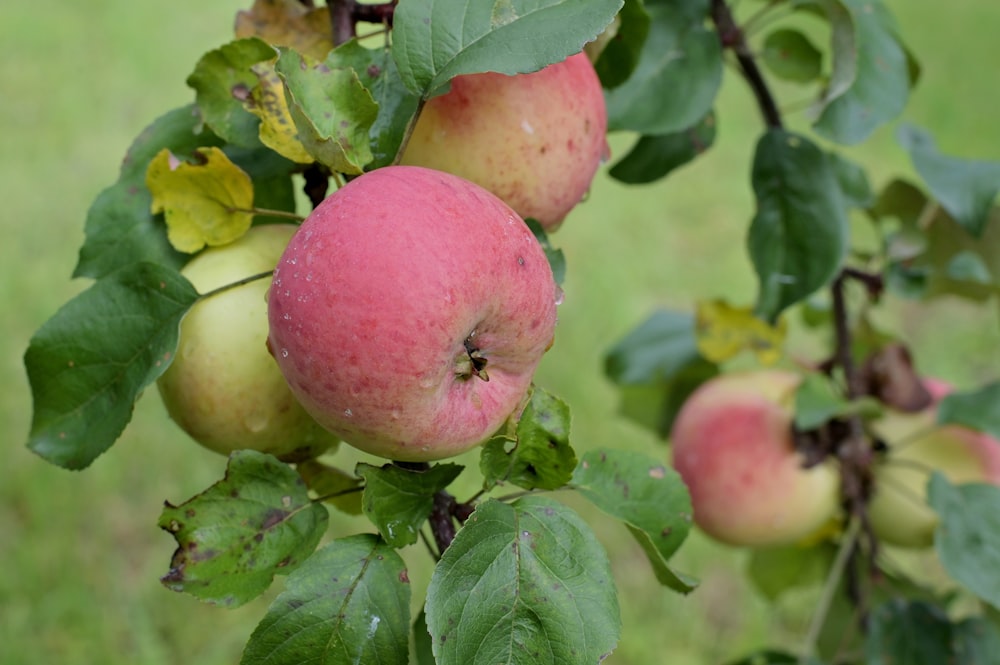 apples growing on a tree