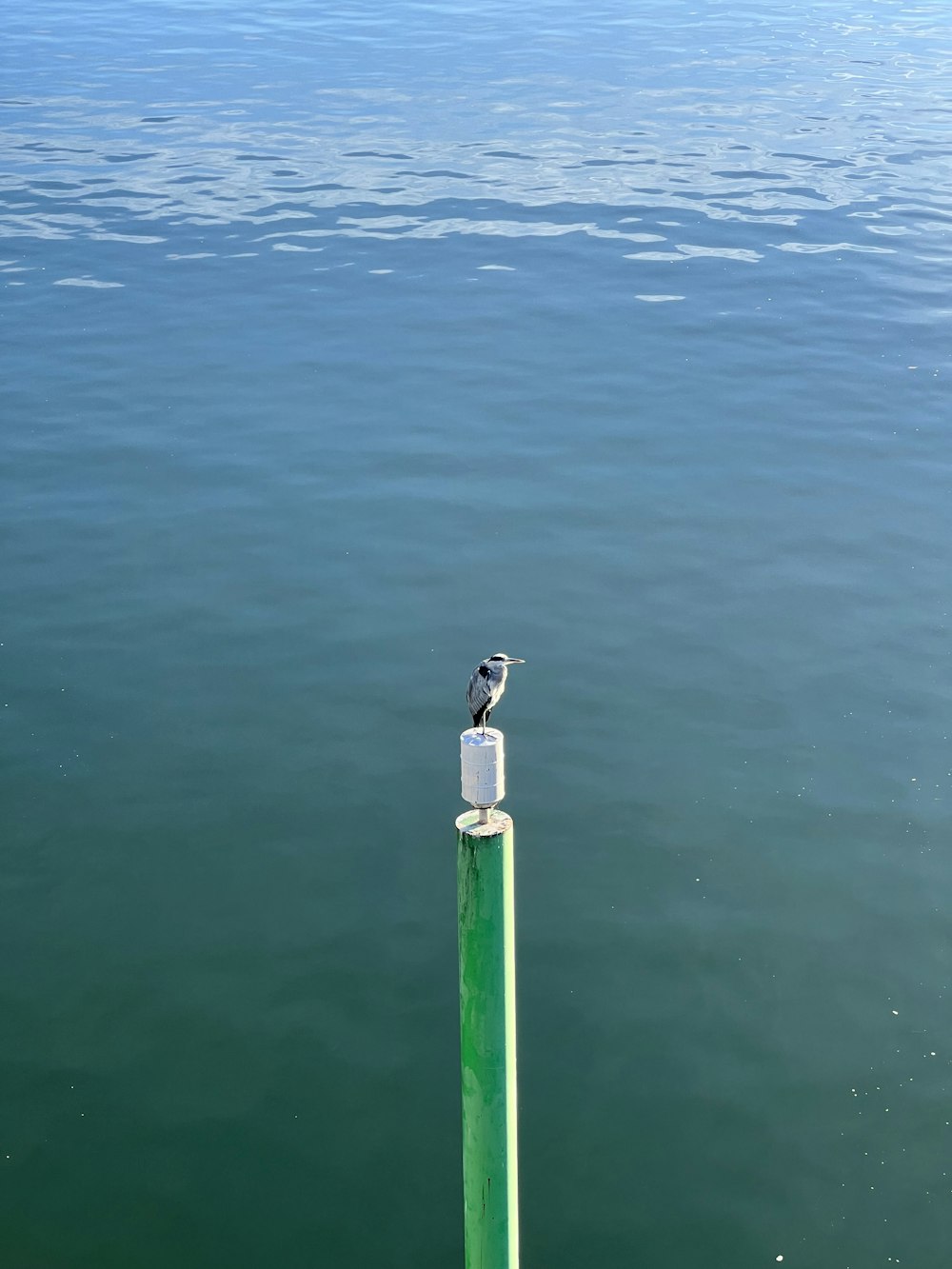 a bird on a post in the water