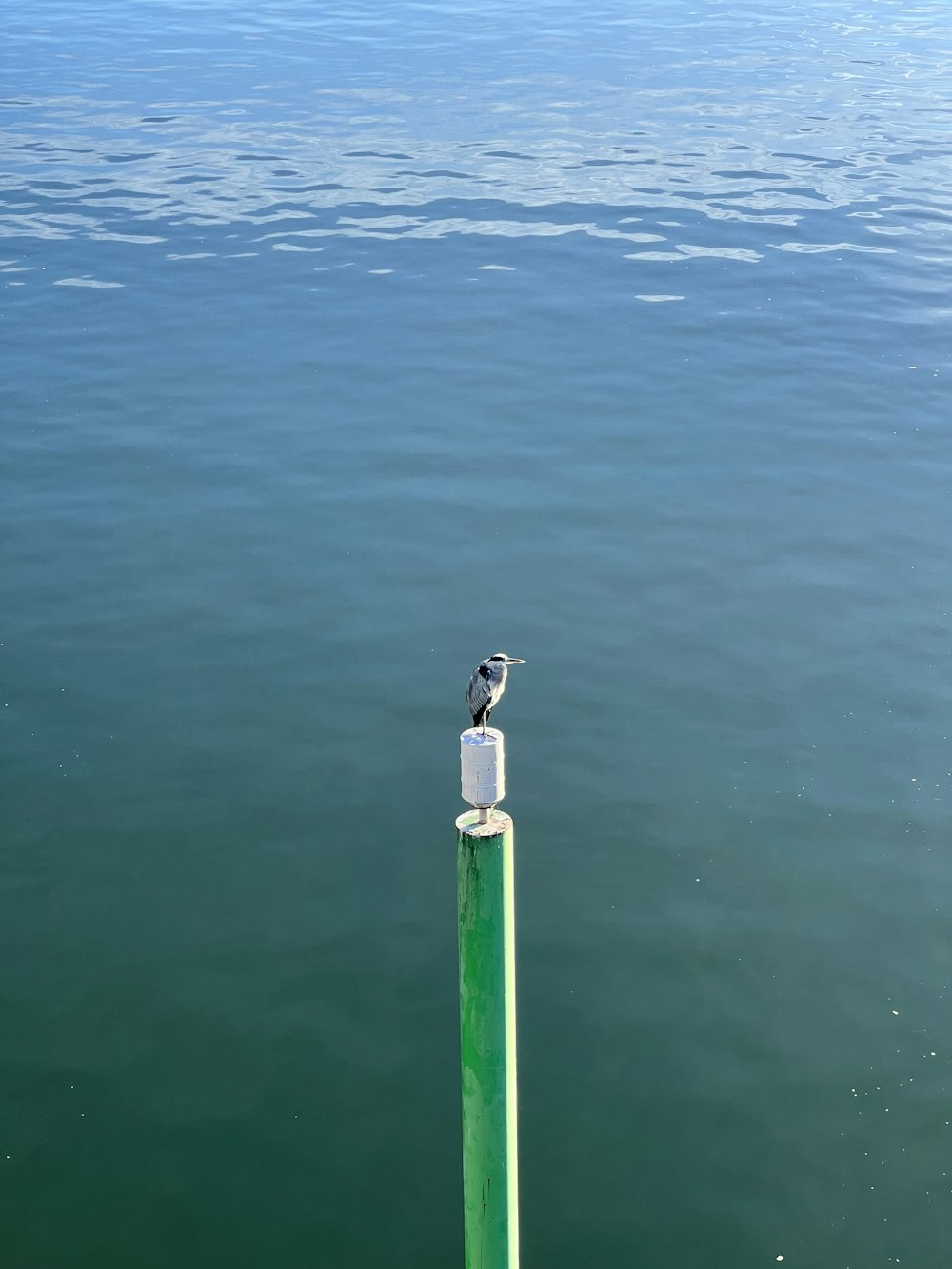 Ein Vogel auf einem Pfosten im Wasser