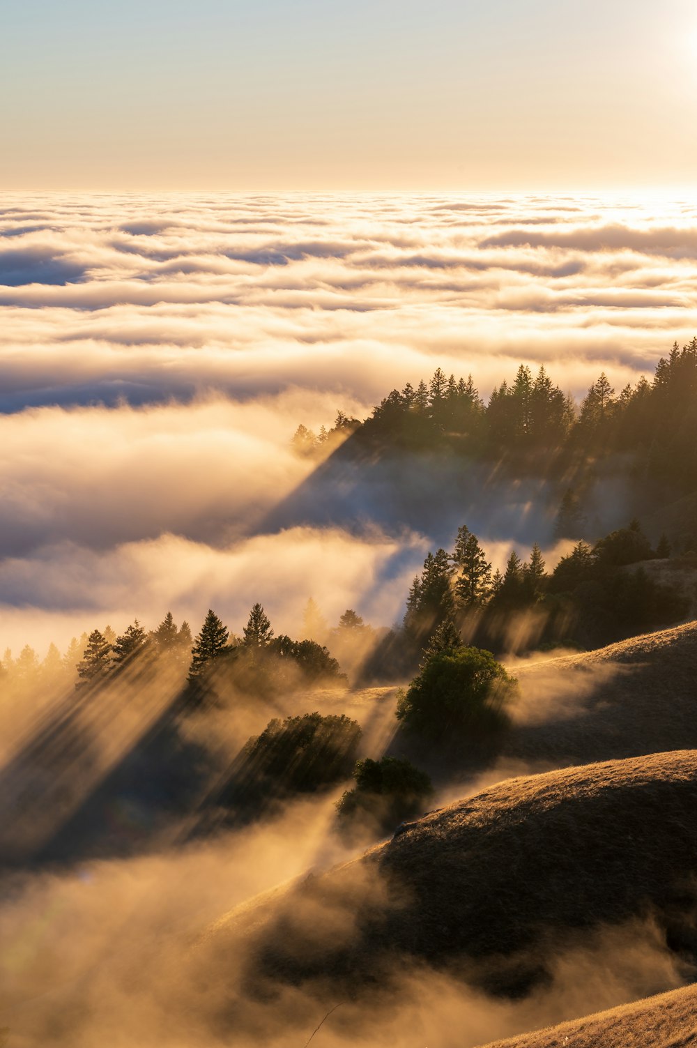 a foggy valley with trees