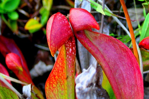 A cluster of vibrant red and orange leaves with speckled patterns is surrounded by green foliage. The leaves have a curved, tubular shape, indicating they may be part of a carnivorous plant such as a pitcher plant. The background includes a mix of blurred green leaves and branches, creating a dense, natural setting.