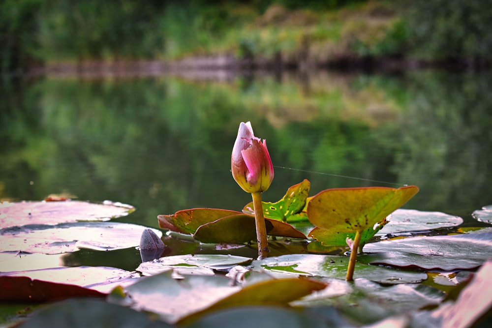 a flower growing out of a pond