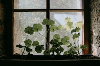 A vibrant self-watering herb planter sitting on a sunny windowsill with fresh green herbs growing.