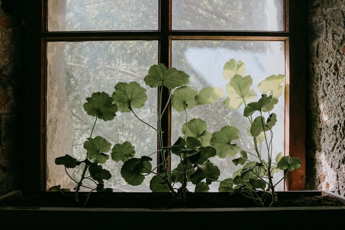 A vibrant self-watering herb planter sitting on a sunny windowsill with fresh green herbs growing.