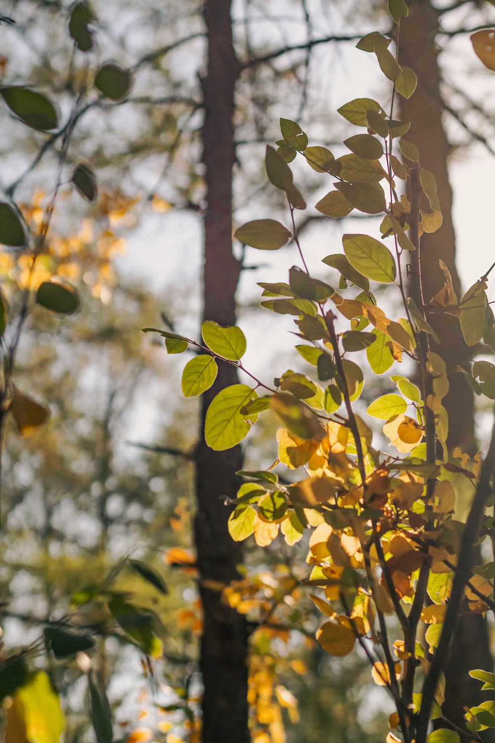 a tree with yellow leaves