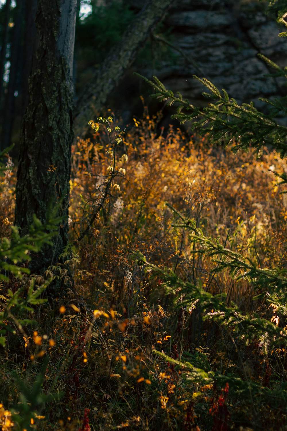 a forest with yellow flowers