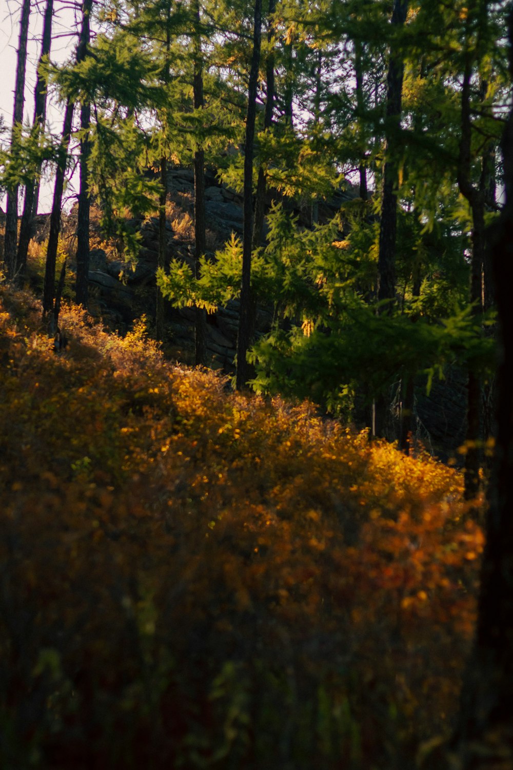 a forest of trees with yellow leaves