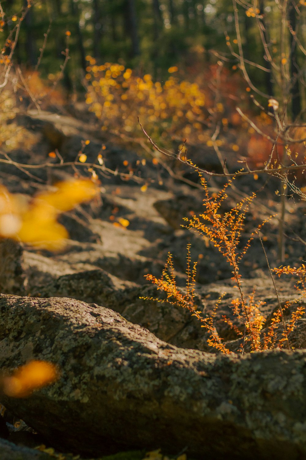 a close-up of some leaves