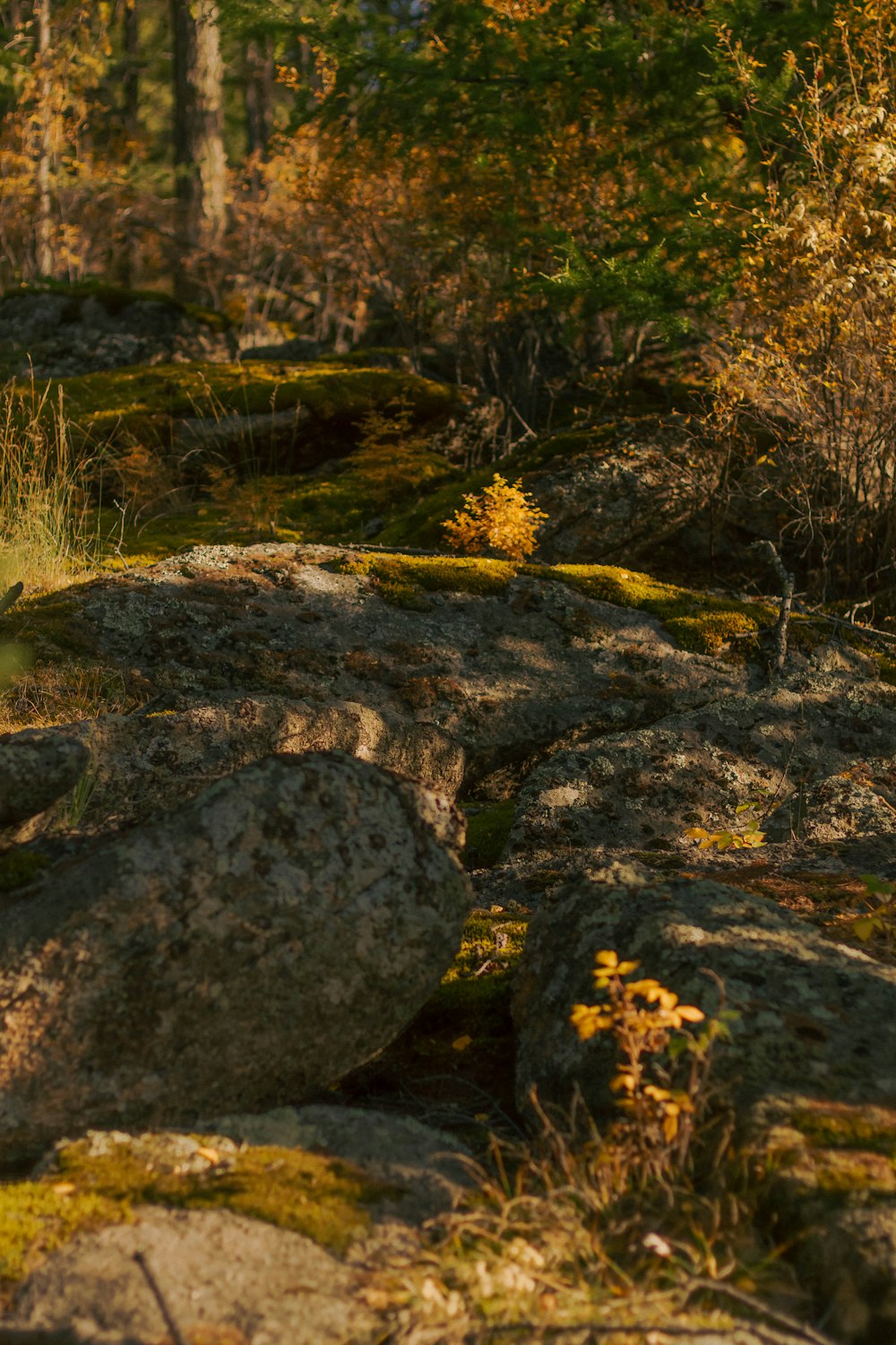 a stream with rocks and trees