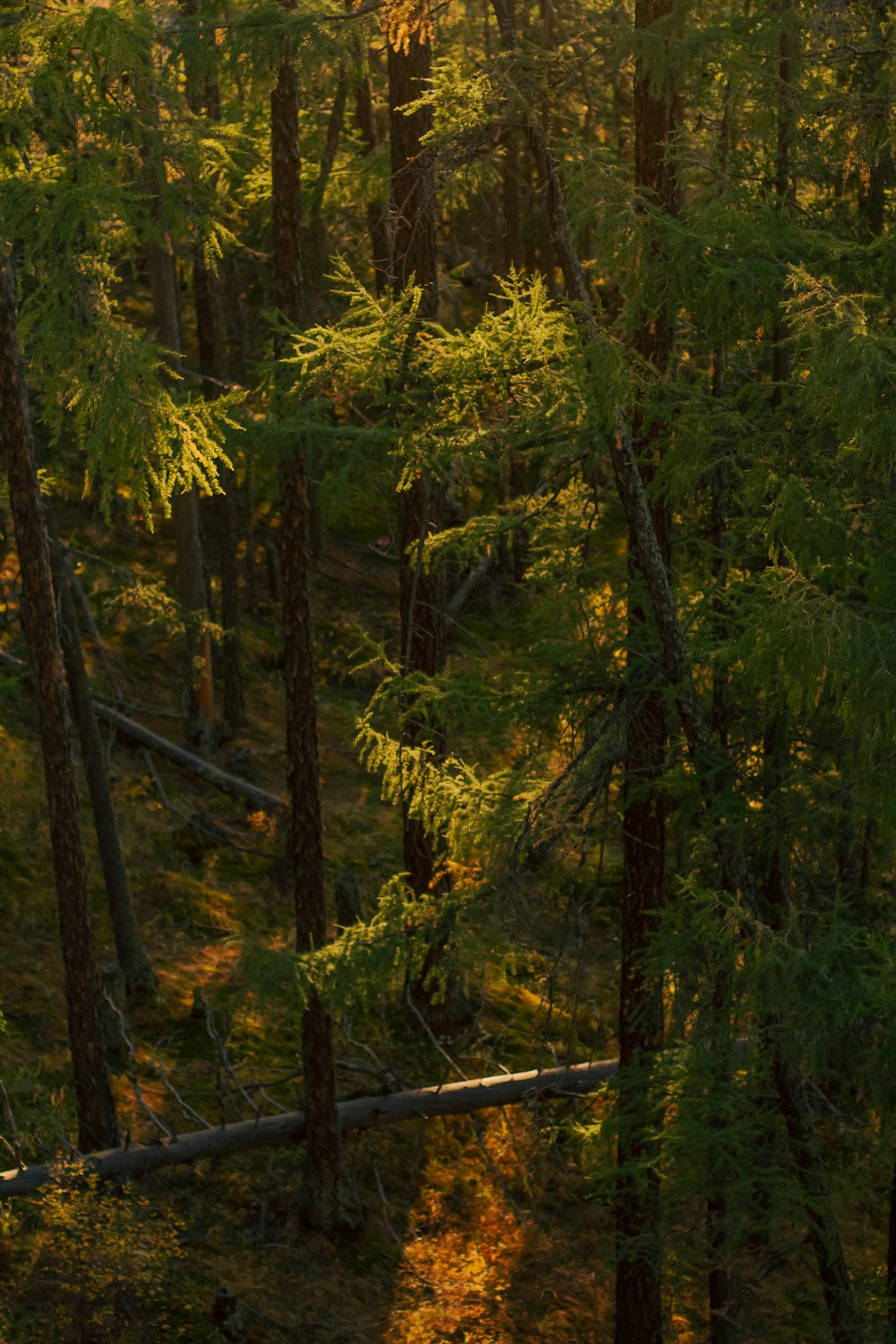 a forest with trees