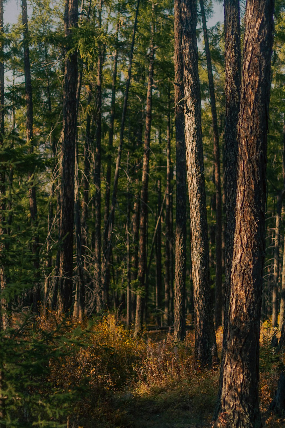 a forest of tall trees