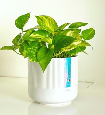 A lush green plant with vibrant leaves is placed in a white ceramic pot. The pot has a vertical textured design and a colorful label on the front. The background is plain and light-colored, enhancing the vividness of the plant.