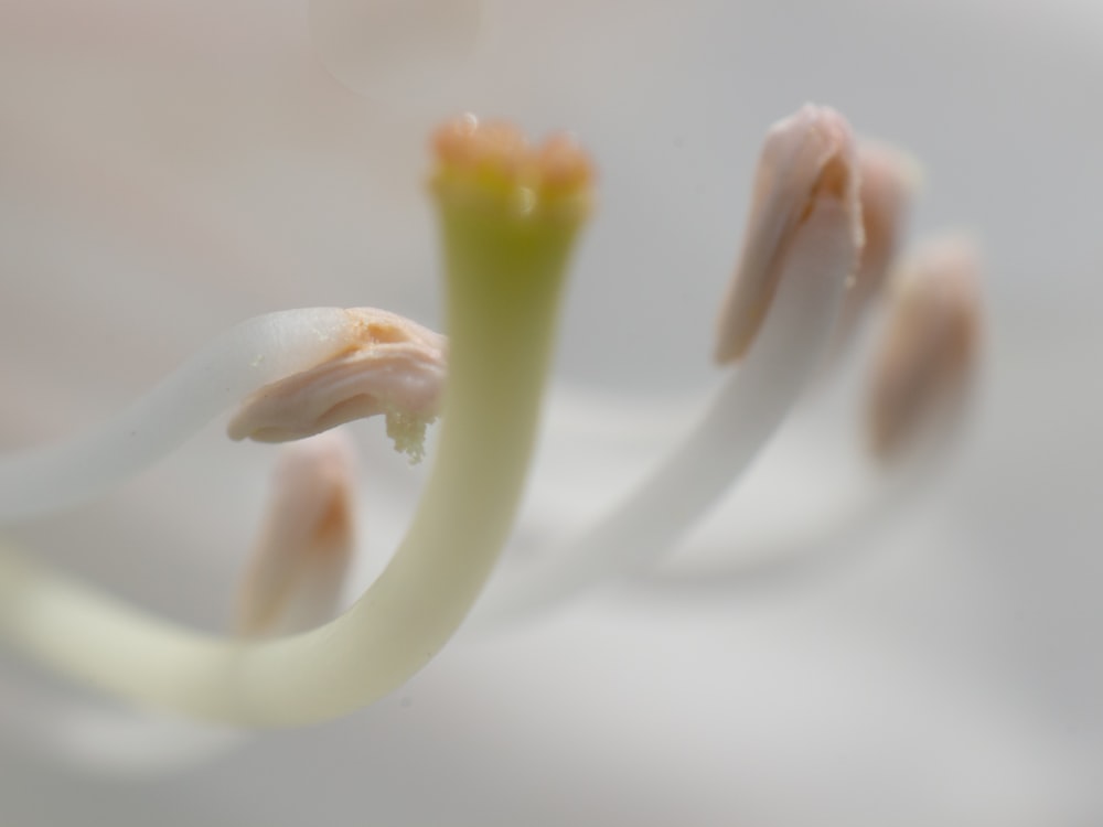 Un primer plano de una flor