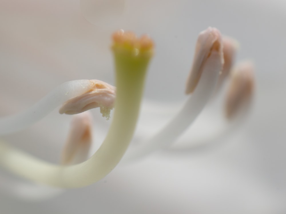 um close-up de uma flor