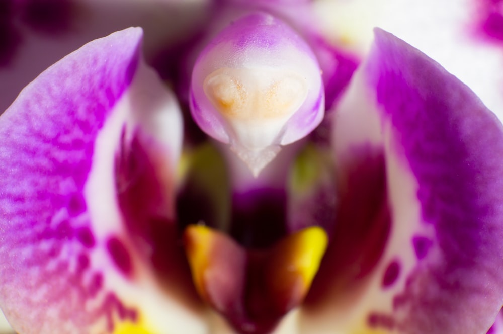 close up of a flower