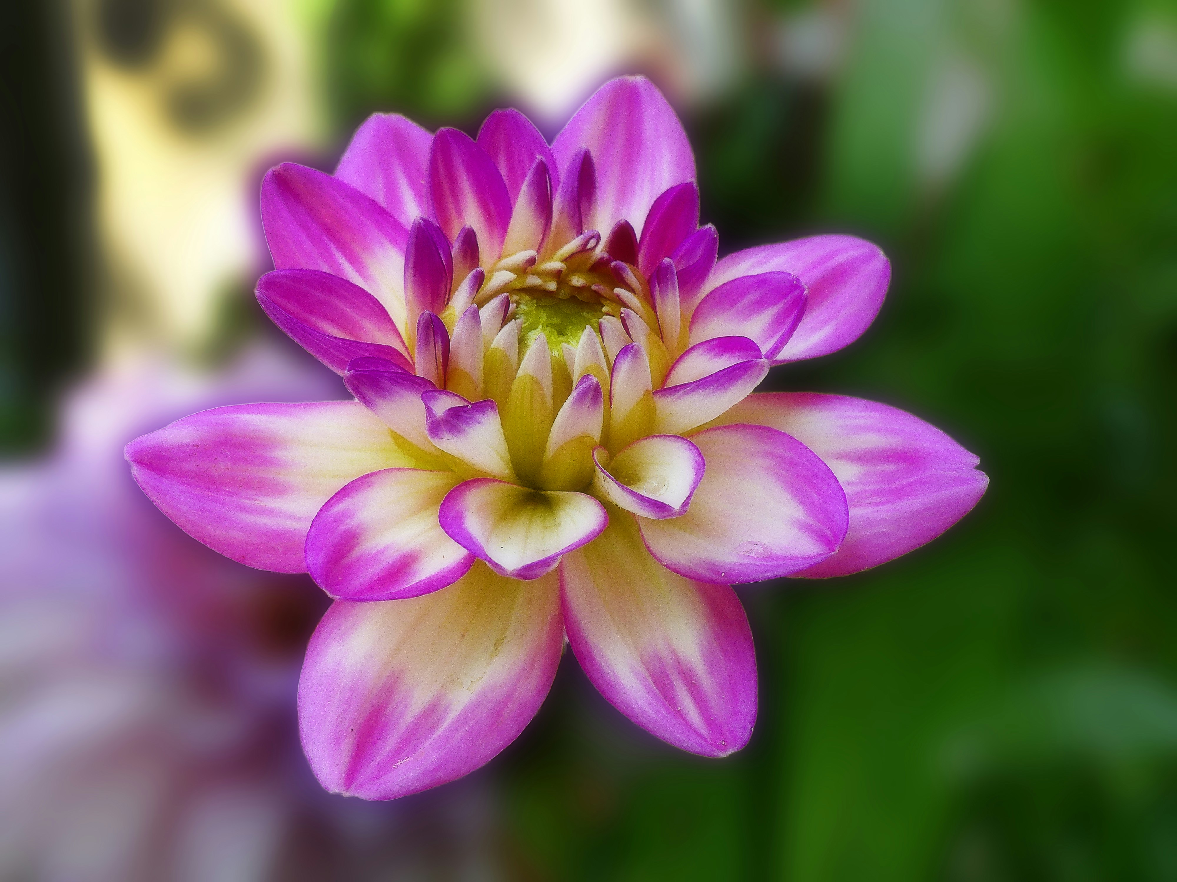 Photo by ultimateflowerphotography