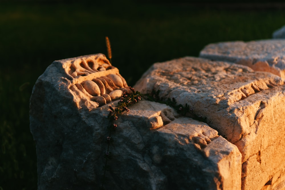 a bug on a rock