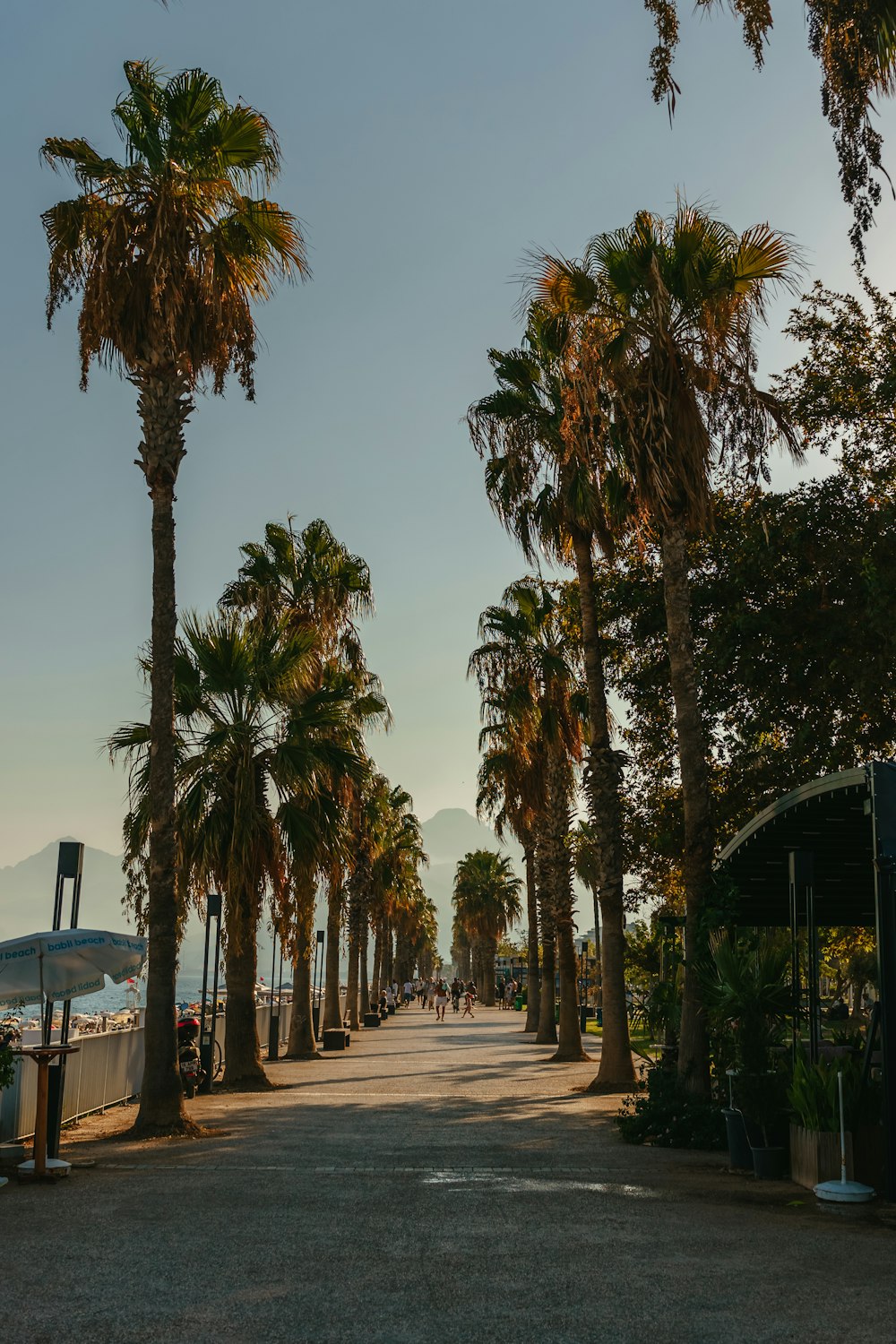 a path with palm trees on either side of it