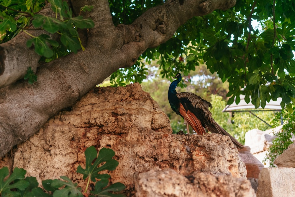 a peacock standing on a rock