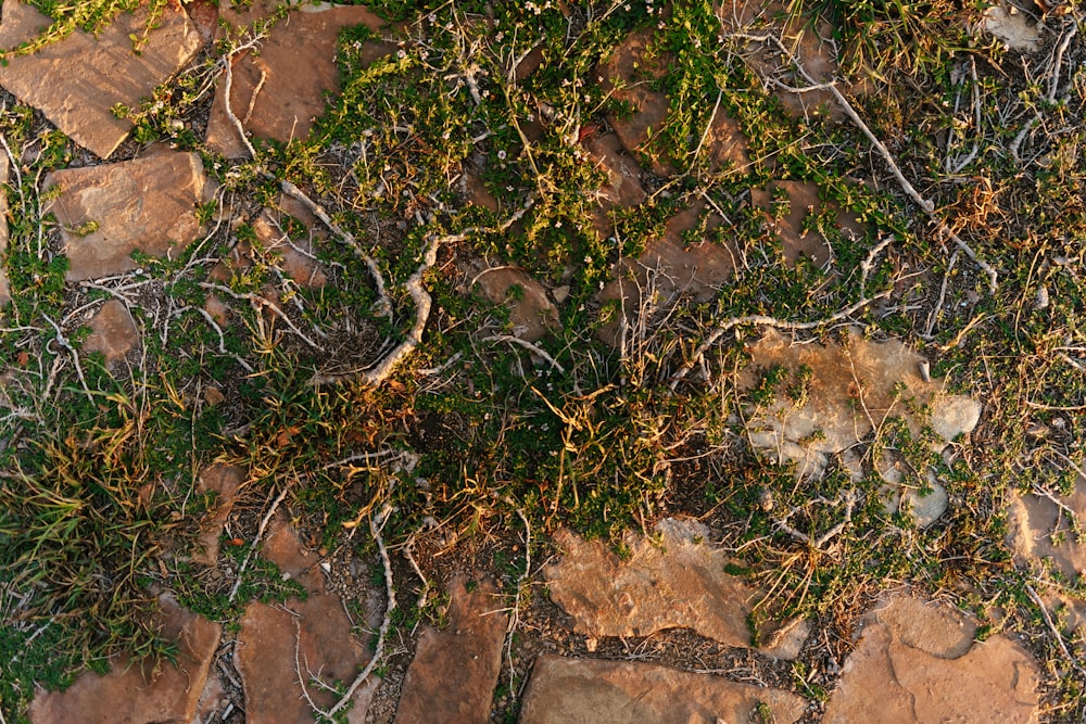 a close-up of some rocks