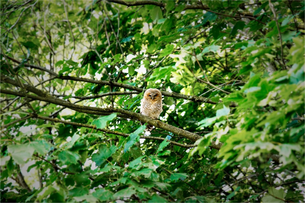 a bird sitting on a branch