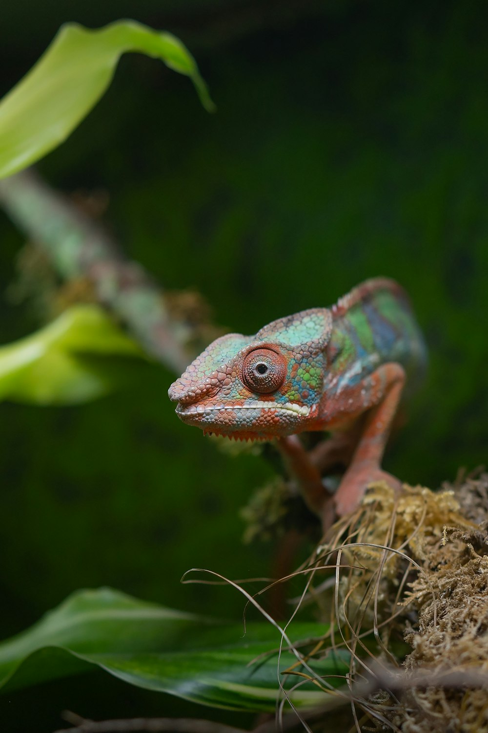 a frog on a branch