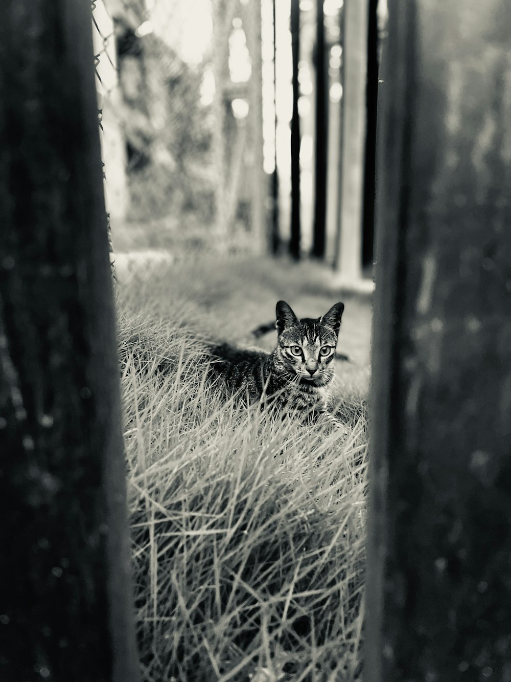 a cat lying in a grassy area